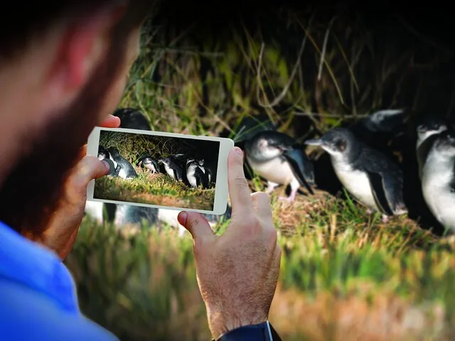 A person uses a smartphone to take a photo of several penguins.