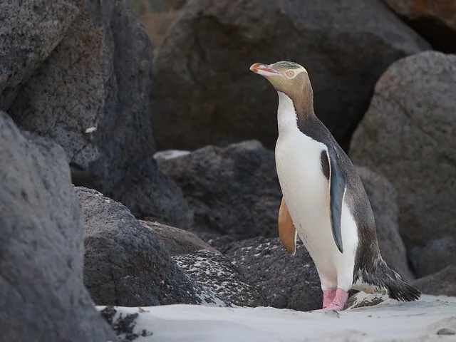 A yellow-eyed penguin stands among rocks on a sandy beach.