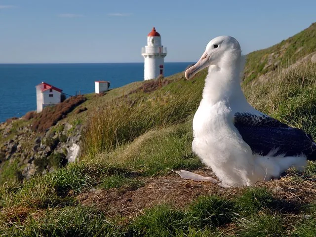An albatross sits on a grassy nest with lighthouses and the ocean behind.