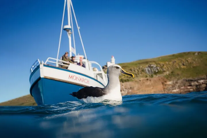 A seabird swims in the water with a tour boat in the background.