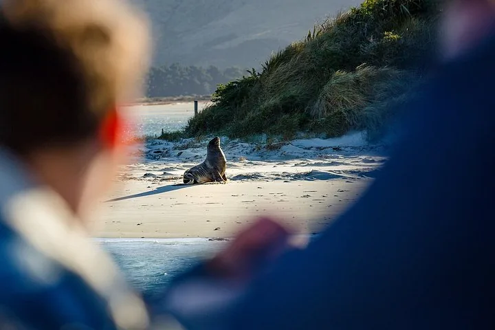 A sea lion rests on a sandy beach, viewed between two out-of-focus people.
