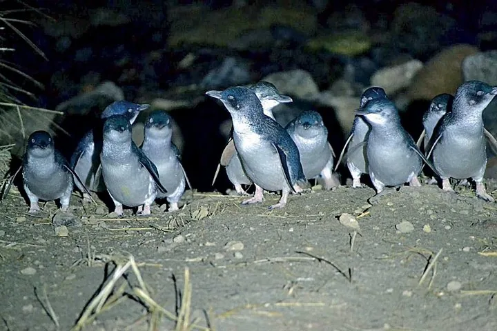 A group of blue penguins stands together on the ground at night.