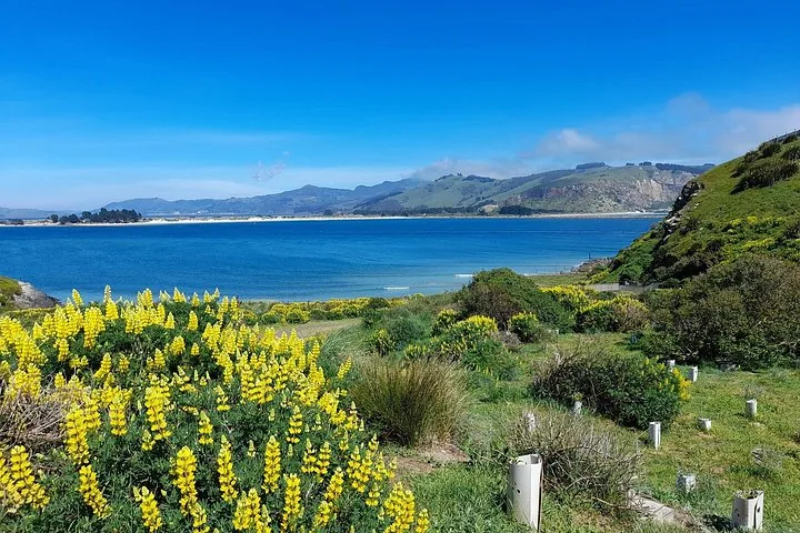 Yellow flowers bloom in the foreground with a calm bay and hills behind.