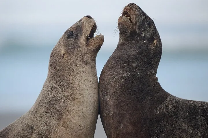 Two sea lions face each other with their mouths open on a beach.