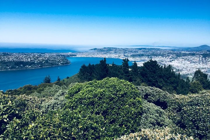 A wide view of a city and bay from a high, forested vantage point.
