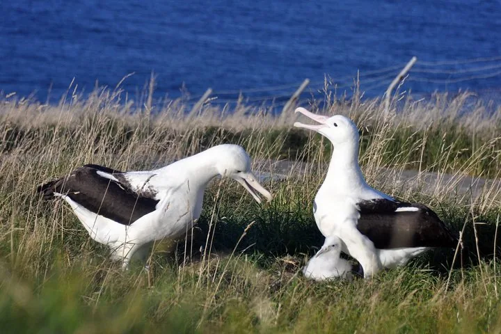Two adult albatrosses and a chick in a grassy field near the ocean.