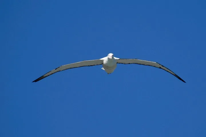 An albatross flies directly toward the camera against a clear blue sky.
