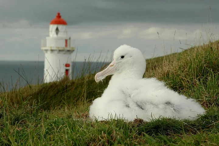 A fluffy albatross chick sits on a nest with a lighthouse in the distance.